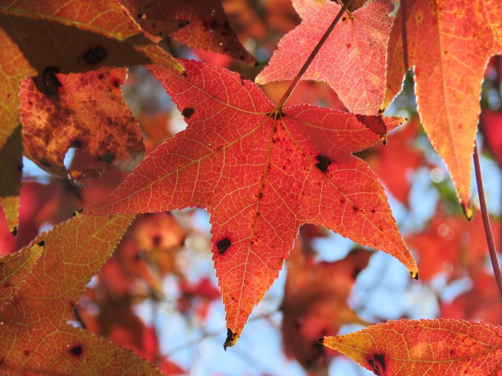 Liquidambar styraciflua L. image
